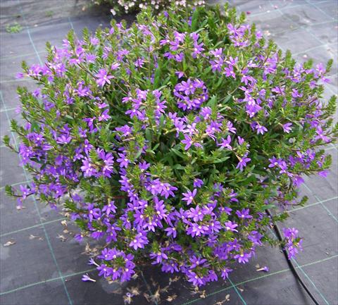 foto van een variëteit aan bloemen, te gebruiken als: Potplant, patioplant, korfplant Scaevola aemula Compact Blue