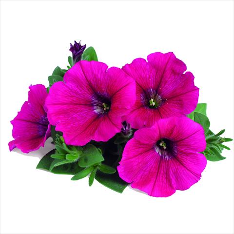 foto van een variëteit aan bloemen, te gebruiken als: Korf / Pot Petunia RED FOX Potunia® Neon