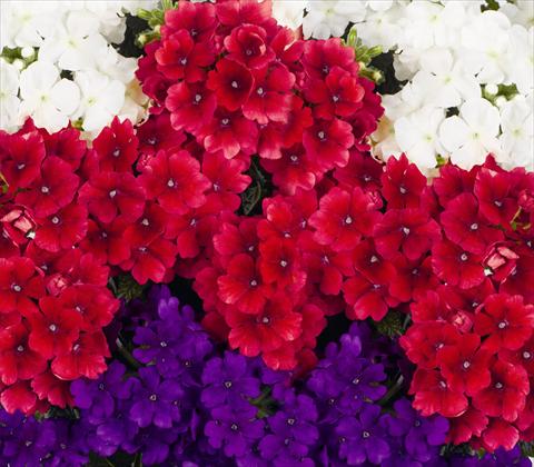 foto van een variëteit aan bloemen, te gebruiken als: Potplant, patioplant, korfplant 3 Combo RED FOX Confetti Garden Trio Empress Liberty