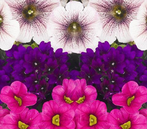 foto van een variëteit aan bloemen, te gebruiken als: Potplant, patioplant, korfplant 3 Combo RED FOX Confetti Garden Trio Kir Royal