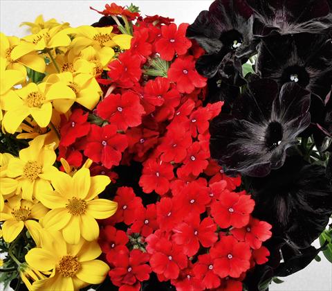 foto van een variëteit aan bloemen, te gebruiken als: Potplant, patioplant, korfplant 3 Combo RED FOX Confetti Garden Trio Oktoberfest