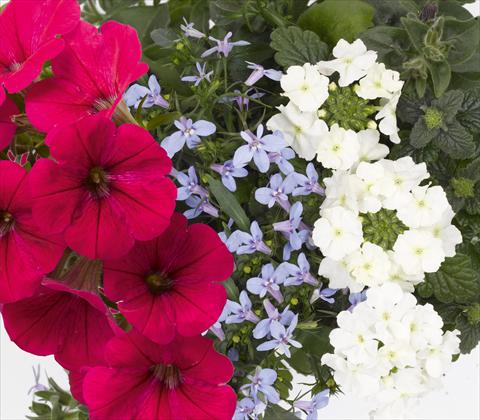 foto van een variëteit aan bloemen, te gebruiken als: Potplant, patioplant, korfplant 3 Combo RED FOX Confetti Garden Trio Water Wonders