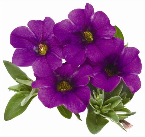 foto van een variëteit aan bloemen, te gebruiken als: Potplant, patioplant, korfplant Calibrachoa RED FOX Aloha® Kona Dark Lavender