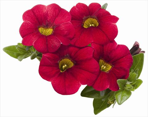 foto van een variëteit aan bloemen, te gebruiken als: Potplant, patioplant, korfplant Calibrachoa RED FOX Aloha® Kona Dark Red