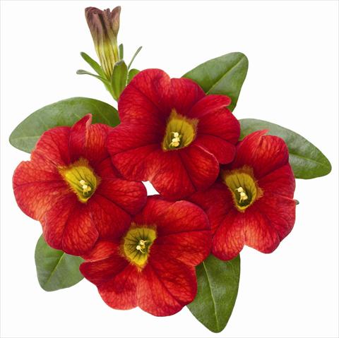 foto van een variëteit aan bloemen, te gebruiken als: Potplant, patioplant, korfplant Calibrachoa RED FOX Aloha® Fire 2012