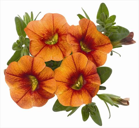 foto van een variëteit aan bloemen, te gebruiken als: Potplant, patioplant, korfplant Calibrachoa RED FOX Aloha® Kona Hot Orange