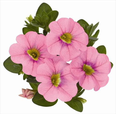 foto van een variëteit aan bloemen, te gebruiken als: Potplant, patioplant, korfplant Calibrachoa RED FOX Aloha® Kona Soft Pink