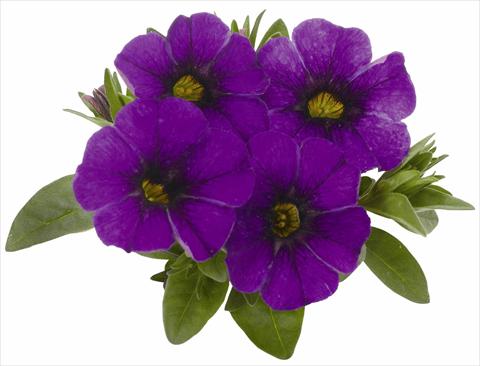 foto van een variëteit aan bloemen, te gebruiken als: Potplant, patioplant, korfplant Calibrachoa RED FOX Aloha® Kona True Blue