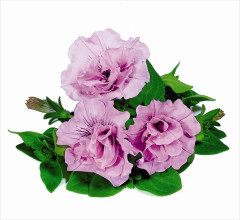 foto van een variëteit aan bloemen, te gebruiken als: Korf / Pot Petunia x hybrida RED FOX Double Surprise Soft Pink