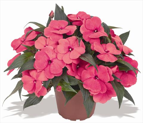 foto van een variëteit aan bloemen, te gebruiken als: Pot - en perkplant Impatiens N. Guinea RED FOX Magnum Hot Pink