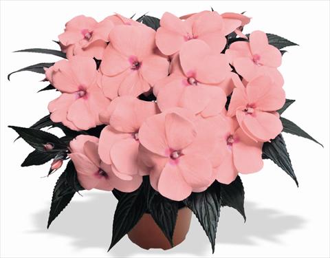 foto van een variëteit aan bloemen, te gebruiken als: Pot - en perkplant Impatiens N. Guinea RED FOX Magnum Pink