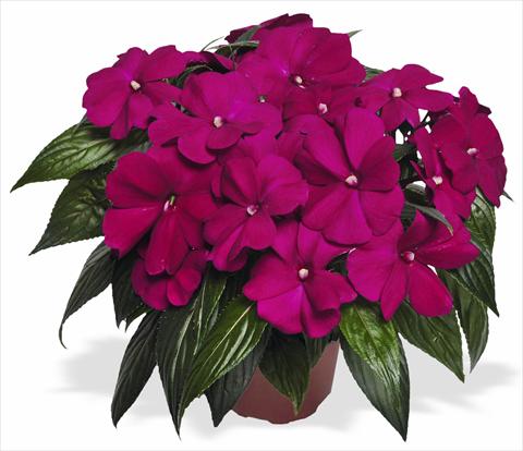 foto van een variëteit aan bloemen, te gebruiken als: Pot - en perkplant Impatiens N. Guinea Magnum Purple