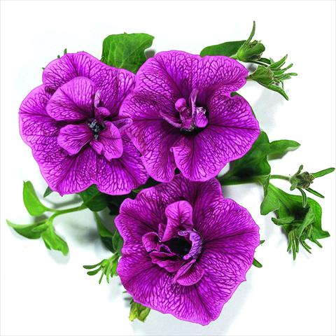 foto van een variëteit aan bloemen, te gebruiken als: Korf / Pot Petunia x hybrida RED FOX Double Surprise Purple Vein