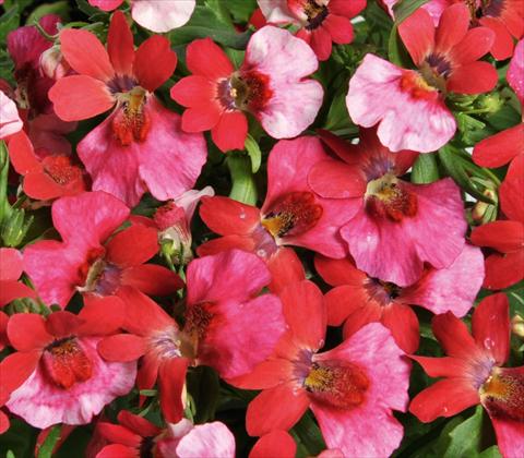 foto van een variëteit aan bloemen, te gebruiken als: Korf / Pot Nemesia RED FOX Nemo Pink Shades
