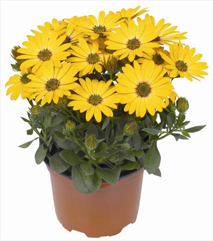 foto van een variëteit aan bloemen, te gebruiken als: Pot - en perkplant Osteospermum RED FOX Summertime® Gold
