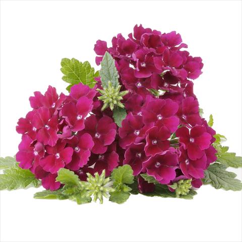foto van een variëteit aan bloemen, te gebruiken als: Pot - en perkplant Verbena RED FOX Empress Flair Burgundy