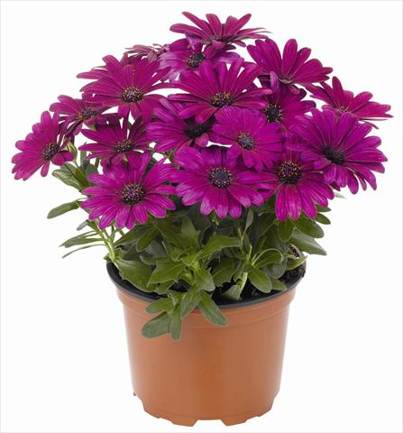 foto van een variëteit aan bloemen, te gebruiken als: Pot - en perkplant Osteospermum RED FOX Summertime® Sweet Kardinal