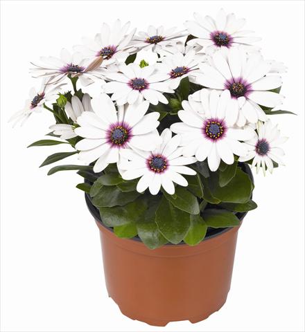 foto van een variëteit aan bloemen, te gebruiken als: Pot - en perkplant Osteospermum RED FOX Summertime® Sweet White