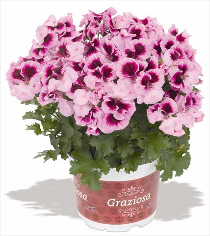 foto van een variëteit aan bloemen, te gebruiken als: Patioplant, potplant Pelargonium interspec. RED FOX Graziosa Royal Lavender