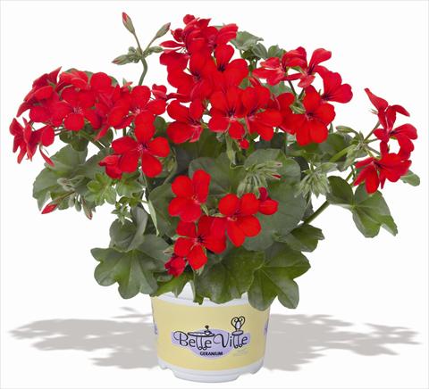 foto van een variëteit aan bloemen, te gebruiken als: Potplant, patioplant, korfplant Pelargonium peltatum RED FOX Belle Ville Red