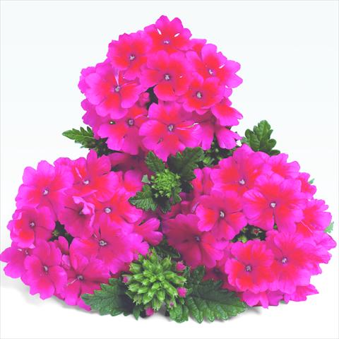 foto van een variëteit aan bloemen, te gebruiken als: Pot - en perkplant Verbena RED FOX Empress Strawberry
