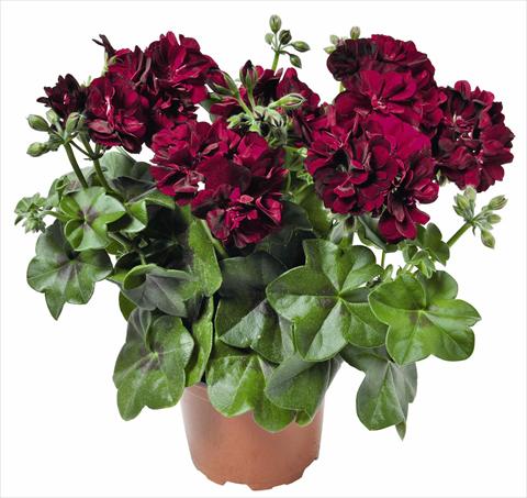 foto van een variëteit aan bloemen, te gebruiken als: Potplant, patioplant, korfplant Pelargonium peltatum RED FOX Great Balls of Fire Burgundy
