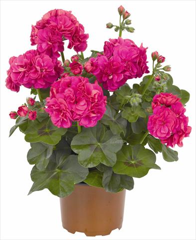 foto van een variëteit aan bloemen, te gebruiken als: Potplant, patioplant, korfplant Pelargonium peltatum RED FOX Great Balls of Fire Deep Rose