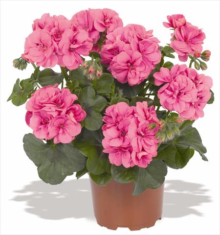 foto van een variëteit aan bloemen, te gebruiken als: Potplant, patioplant, korfplant Pelargonium peltatum RED FOX Great Balls of Fire Pink
