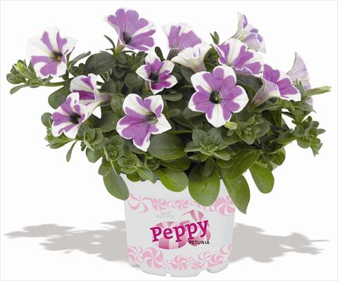 foto van een variëteit aan bloemen, te gebruiken als: Potplant, patioplant, korfplant Petunia RED FOX Peppy Lavender