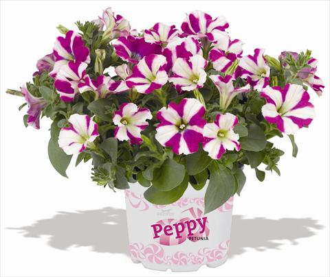 foto van een variëteit aan bloemen, te gebruiken als: Potplant, patioplant, korfplant Petunia RED FOX Peppy Purple