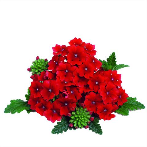 foto van een variëteit aan bloemen, te gebruiken als: Pot - en perkplant Verbena RED FOX Empress Dark Red