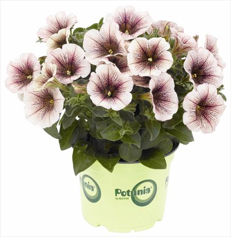 foto van een variëteit aan bloemen, te gebruiken als: Potplant, patioplant, korfplant Petunia RED FOX Potunia® Blackberry Ice 2012