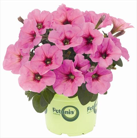 foto van een variëteit aan bloemen, te gebruiken als: Potplant, patioplant, korfplant Petunia x hybrida RED FOX Potunia® Plus Pinkalicious