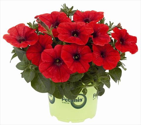 foto van een variëteit aan bloemen, te gebruiken als: Potplant, patioplant, korfplant Petunia x hybrida RED FOX Potunia® Plus Red