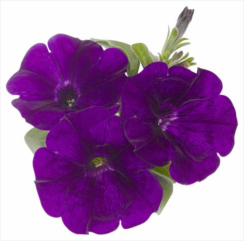 foto van een variëteit aan bloemen, te gebruiken als: Potplant, perkplant, patioplant, korfplant Petunia x hybrida RED FOX Surprise Midnight Blue