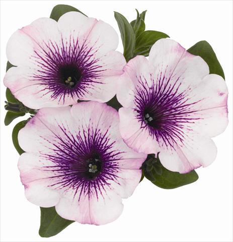 foto van een variëteit aan bloemen, te gebruiken als: Potplant, perkplant, patioplant, korfplant Petunia x hybrida RED FOX Surprise Purple Ice