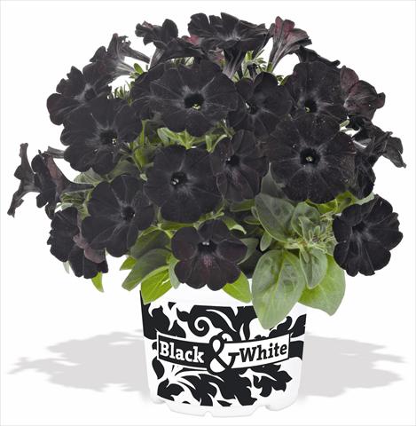 foto van een variëteit aan bloemen, te gebruiken als: Potplant, perkplant, patioplant, korfplant Petunia x hybrida RED FOX Sweetunia® Black Satin