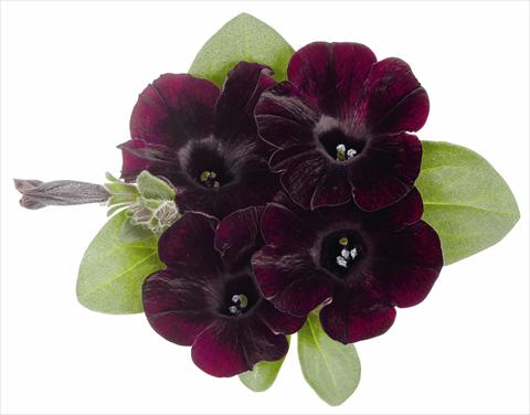 foto van een variëteit aan bloemen, te gebruiken als: Potplant, perkplant, patioplant, korfplant Petunia x hybrida RED FOX Sweetunia® Bordeaux