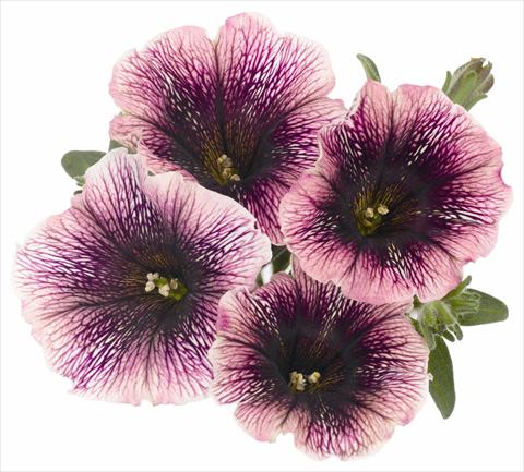 foto van een variëteit aan bloemen, te gebruiken als: Potplant, perkplant, patioplant, korfplant Petunia x hybrida RED FOX Sweetunia® Mystery