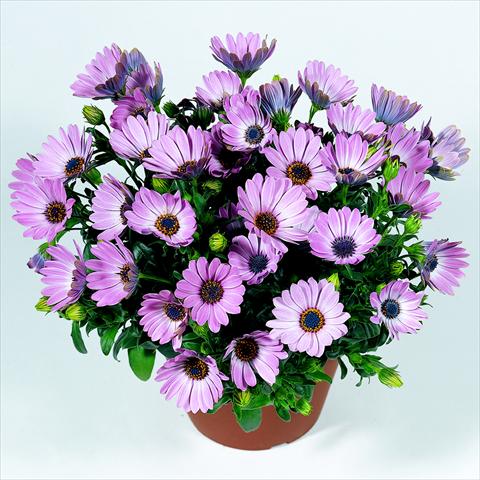 foto van een variëteit aan bloemen, te gebruiken als: Pot - en perkplant Osteospermum RED FOX Summertime® Pink