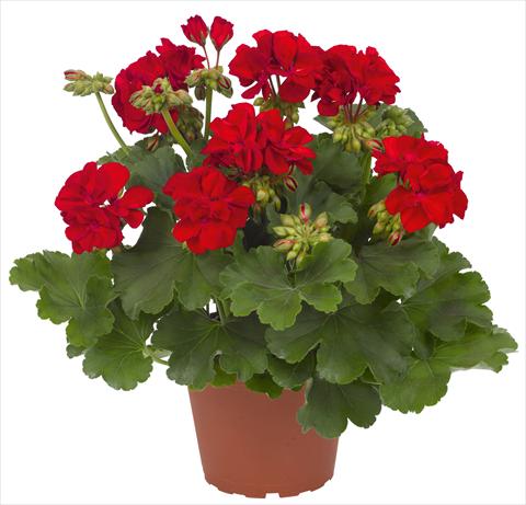 foto van een variëteit aan bloemen, te gebruiken als: Patioplant, potplant Pelargonium interspec. RED FOX Cumbanita Dark Red