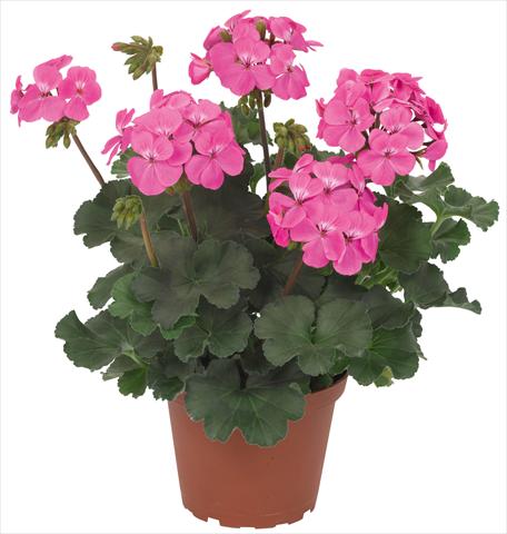 foto van een variëteit aan bloemen, te gebruiken als: Patioplant, potplant Pelargonium interspec. RED FOX Sarita Pink