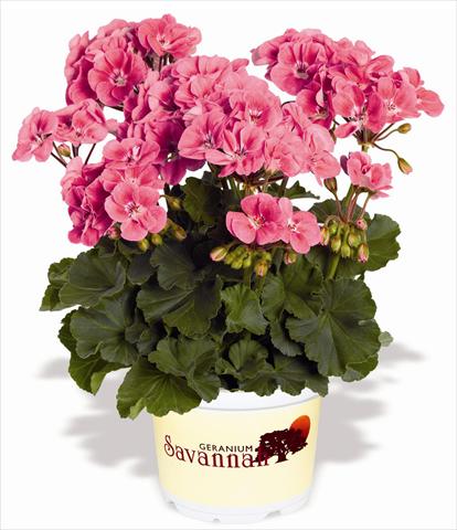 foto van een variëteit aan bloemen, te gebruiken als: Patioplant, potplant Pelargonium zonale RED FOX Savannah Sizzle