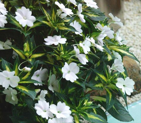 foto van een variëteit aan bloemen, te gebruiken als: Potplant, perkplant, patioplant, korfplant Impatiens N. Guinea SunPatiens® Spreading White