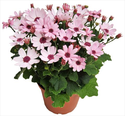 foto van een variëteit aan bloemen, te gebruiken als: Pot - en perkplant Senecium cineraria RED FOX Todaisy Pink