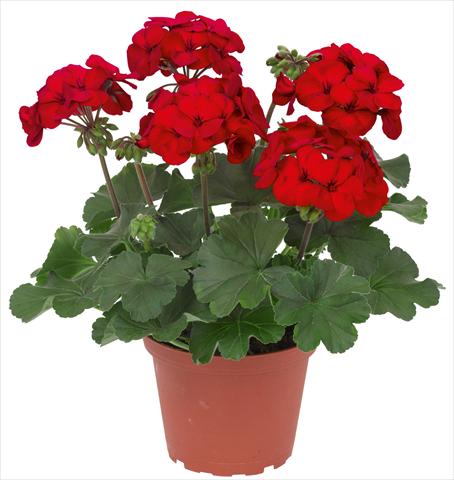 foto van een variëteit aan bloemen, te gebruiken als: Patioplant, potplant Pelargonium interspec. RED FOX Sarita Dark Red