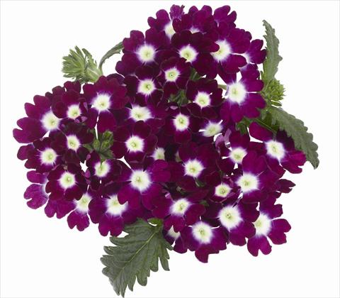 foto van een variëteit aan bloemen, te gebruiken als: Potplant, patioplant, korfplant Verbena hybrida RED FOX Empress Burgundy Charme