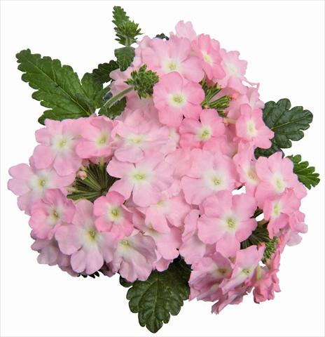 foto van een variëteit aan bloemen, te gebruiken als: Potplant, patioplant, korfplant Verbena RED FOX Empress Soft Pink Charme