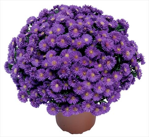 foto van een variëteit aan bloemen, te gebruiken als: Snijbloemen Aster novi belgii Magic Blu