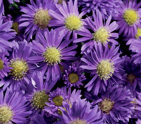 foto van een variëteit aan bloemen, te gebruiken als: Snijbloemen Aster novi belgii Magic Blue Imp